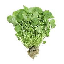 Agrião Sabor Do Campo Un Hidroponico