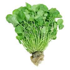 Agriao Adoratto Uni Hidroponico