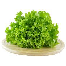ALFACE HIDROPONICO UND