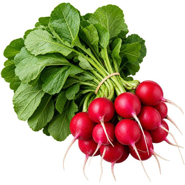 Rabanete Maço