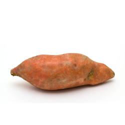 BATATA YACON BDJ PARAISO VERDE