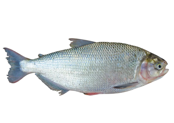 GRAN FISH MATRINXA KG