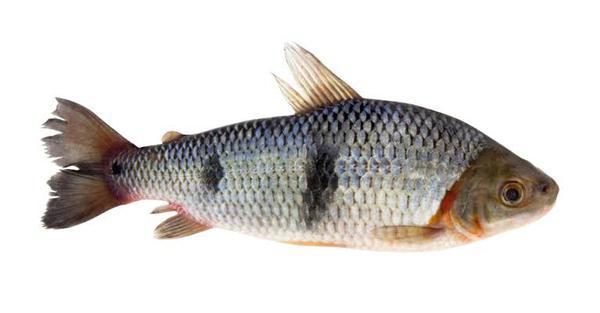 PEIXE GRAN FISH PIAUCU KG