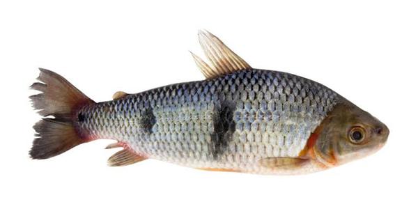 PEIXE PIAU KG