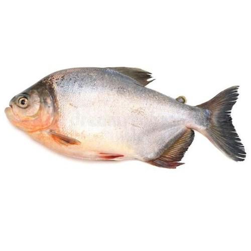 PEIXE TAMBATINGA - MT KG
