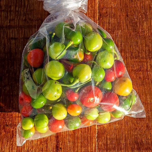 PIMENTA BODE BDJ PARAISO VERDE