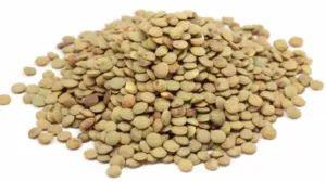 LENTILHA CANADENSE KG