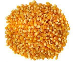 MILHO DE PIPOCA KG