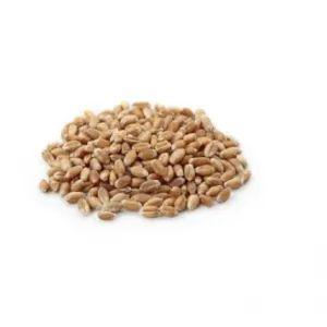 TRIGO EM GRAO CANJICA KG