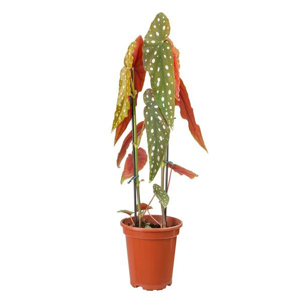 FLOR BEGÔNIA MACULATA SIMPLES POTE 15 UN