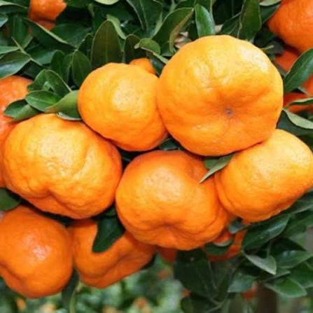 LARANJA POKAN KG kg