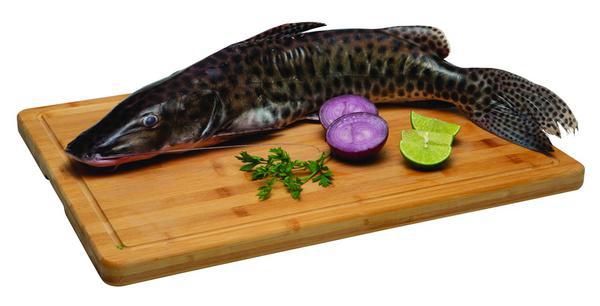 PEIXE PINTADO KG