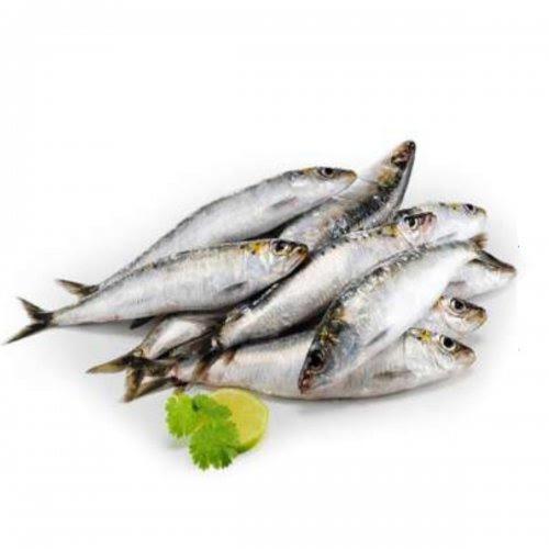 SARDINHA ARAPONGAS SALG KG