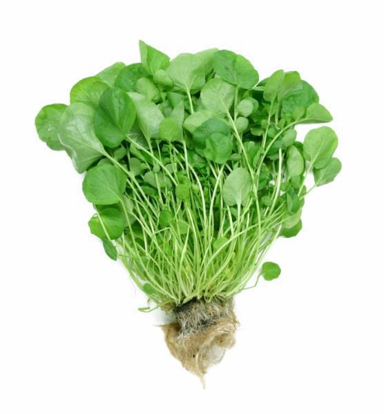 AGRIAO HIDROPONICO UN