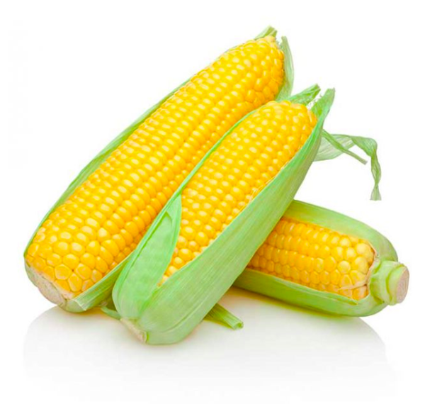 MILHO VERDE ESPIGA BD 800G