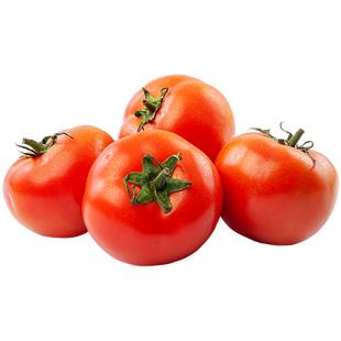 TOMATE MEDIO KG