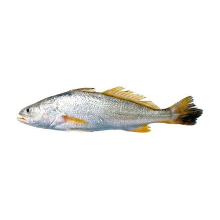 PEIXE CORVINA INTEIRA KG