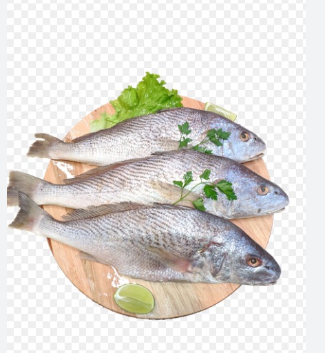 PEIXE CORVINA KG