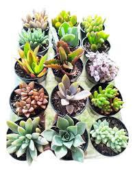 FLOR SUCULENTA KIT
