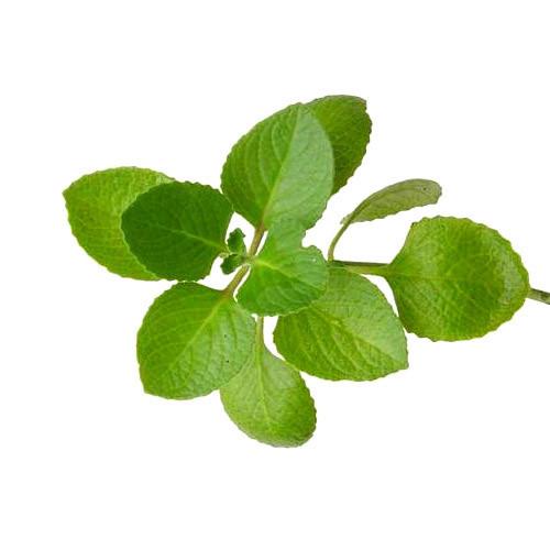 OREGANO AKIRA HORTA UN