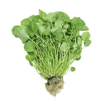 AGRIÃO HIDROPÔNICA HORTALIÇAS D'TERRA UNIDADE