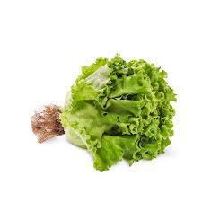 ALFACE CRESPA HIDROPÔNICA HORTALIÇAS D'TERRA UN