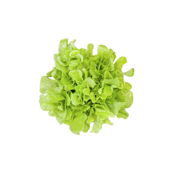 ALFACE MIMOSA HORTALIÇAS D'TERRA UN