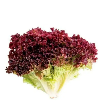 ALFACE ROXA HORTALIÇAS D'TERRA UN