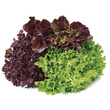 ALFACE TRICOLOR HORTALIÇAS D'TERRA UNIDADE