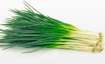 CEBOLINHA HIDROPÔNICA DA TERRA UN