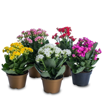 FLOR KALANCHOE P11