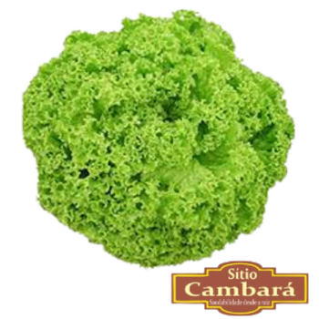 FLV ALFACE CRESPA SITIO 180G ORGÂNICO