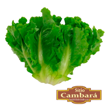 FLV ESCAROLA SITIO 180G ORGÂNICO