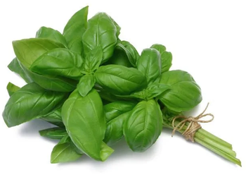 MANJERICÃO HORTALIÇAS D'TERRA UNIDADE