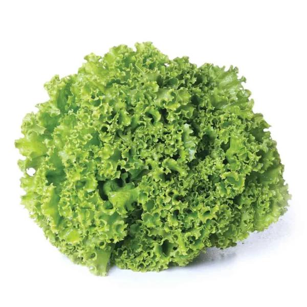 Alface Hidropônica Crespa