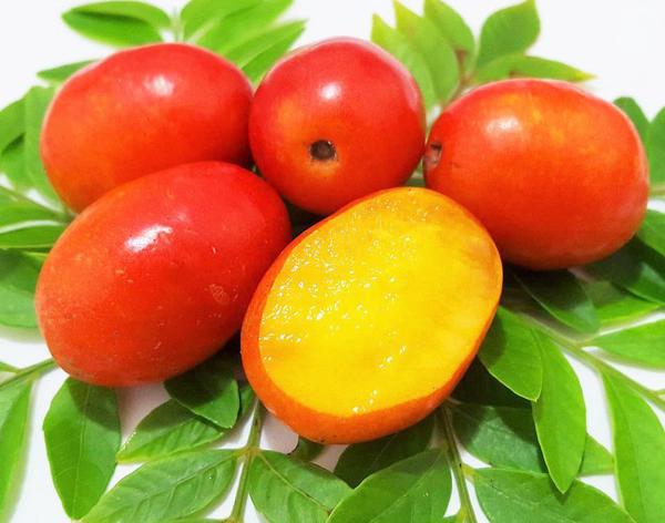SERIGUELA CAMELOTTI 300G