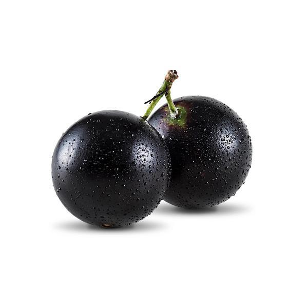 CEASA JABUTICABA KG