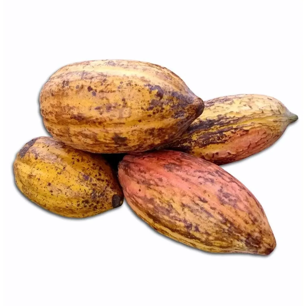 Cacau Fruta Kg