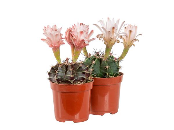 Cactus Gymnocalycium Mihanovichii P06