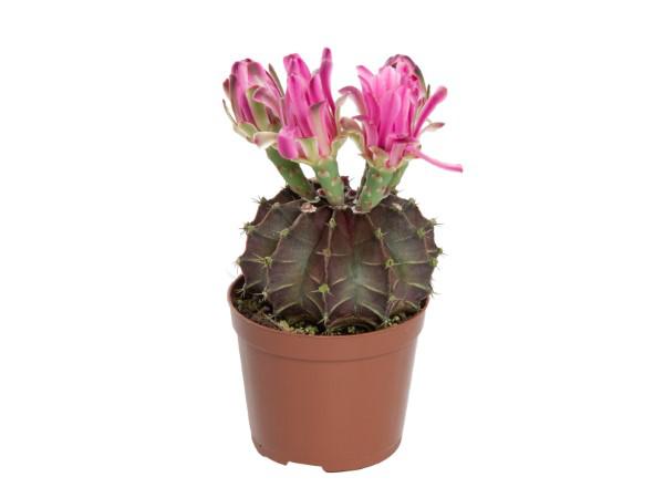 Cactus Gymnocalycium Mihanovichii P09