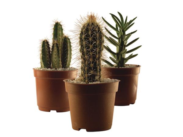 Cactus Variado P11