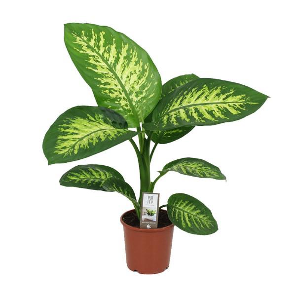 Dieffenbachia Tropic Snow P17