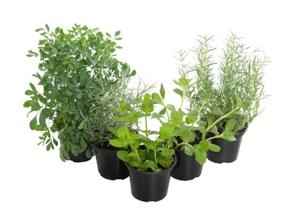 Ervas Aromáticas P15