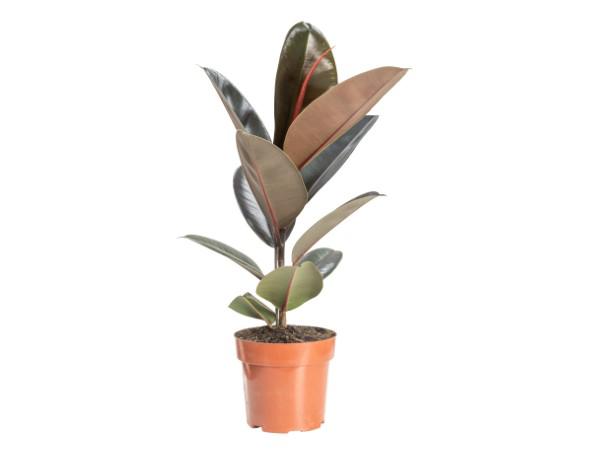 Ficus Elastica Burgndy P17