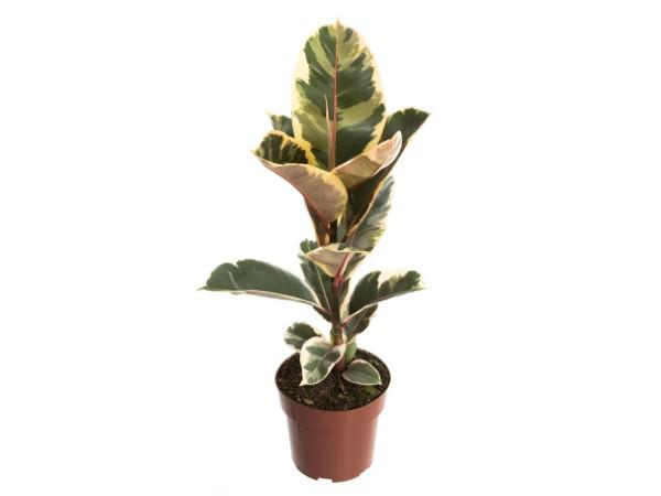 Ficus Elastica Tineke P17