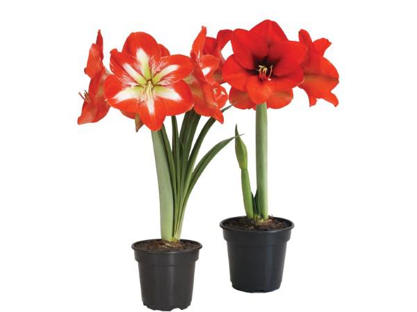 Flor Amaryllis P14