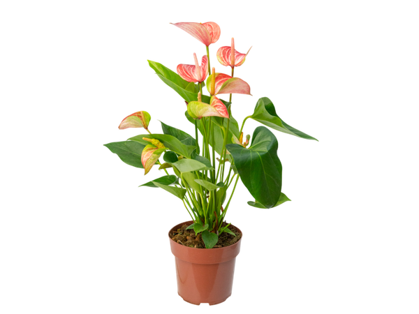 Flor Anthurium Livium Red P17 Bicolor