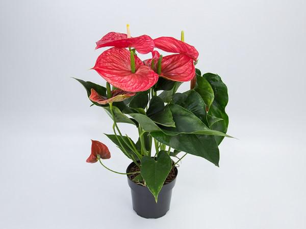 Flor Anthurium Michigan  P17