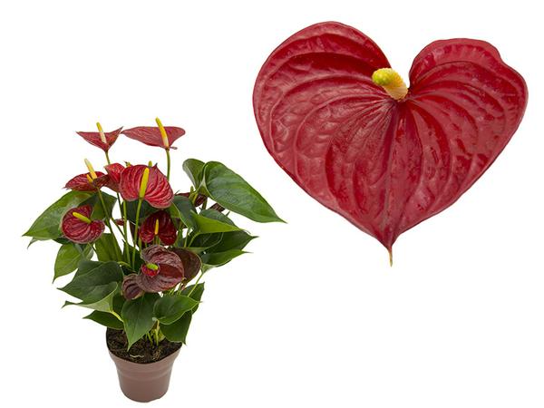 Flor Anthurium Red Success Vermelho P15