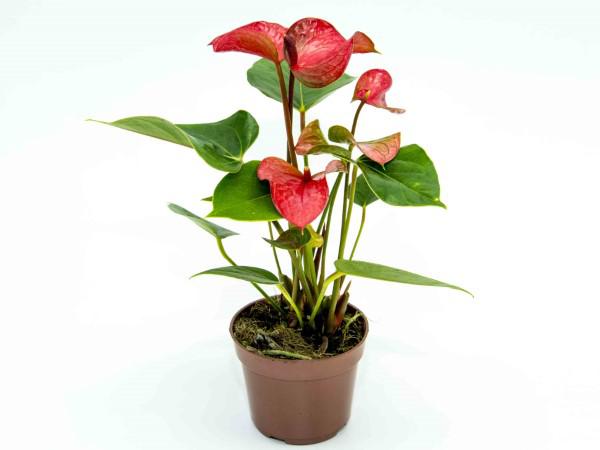 Flor Anthurium Variado P09